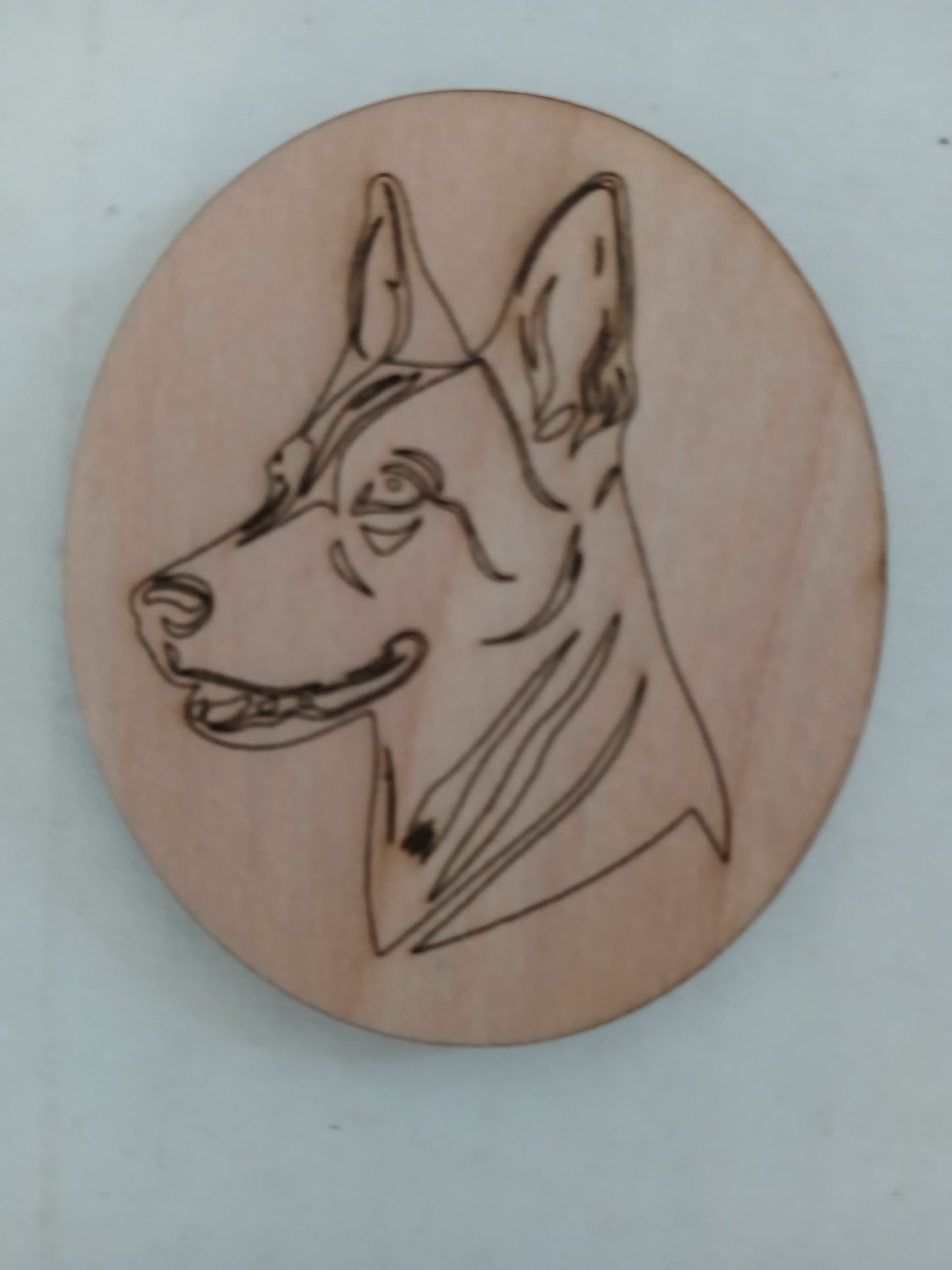 2704 - Belgian Malinoise