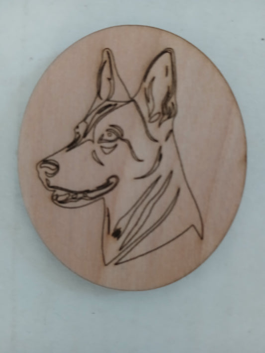 2704 - Belgian Malinoise